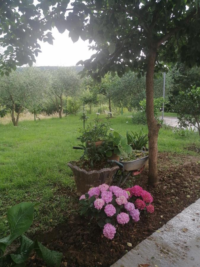 Apartman Petovic Kotor Kültér fotó